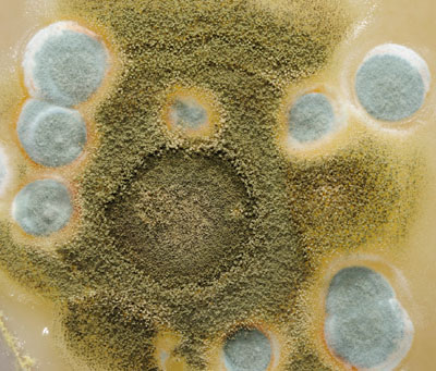 Can Mold Grow On Metal Prevent Mold And Fungus With Steel