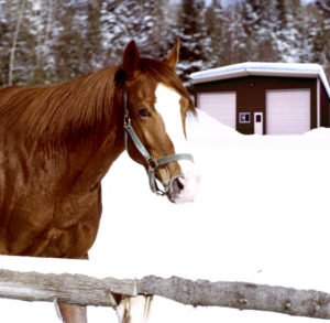 Photo of a horse standing in front of a snow-covered metal building.