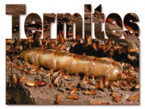 A gorged, creepy close-up of a termite queen surrounded by tiny worker termites